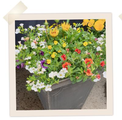 Wigtown Floral