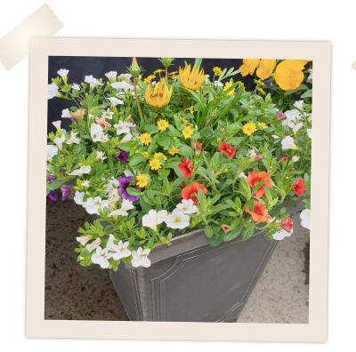 Wigtown Floral